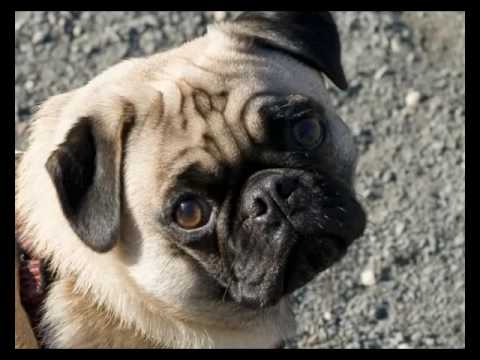 Видео: Домашний питомец (выпуск 28)( Мопс.  Модный приГАВор) (РИА Биробиджан)