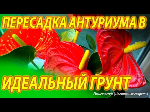 Видео: ✅ЛУЧШИЙ ГРУНТ ДЛЯ АНТУРИУМА 🌿 ОБЗОР ГОТОВОГО ПОКУПНОГО ГРУНТА 🌿 ПЕРЕСАДКА АНТУРИУМА ИЗ МАГАЗИНА