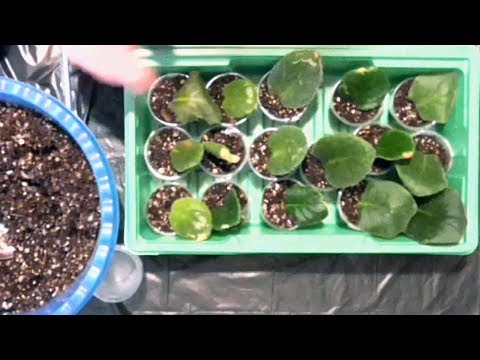Видео: Размножение фиалки черенками. (часть 1)