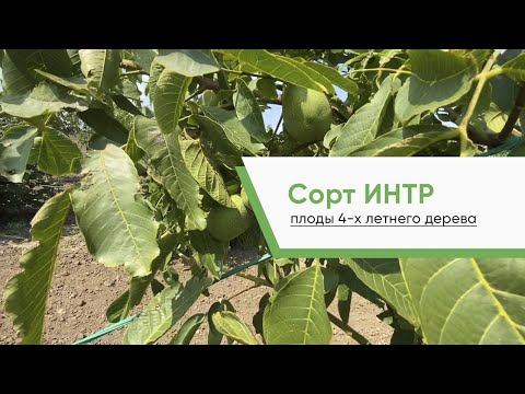 Видео: Грецкий орех ИНТР плоды 4 х летнего дерева