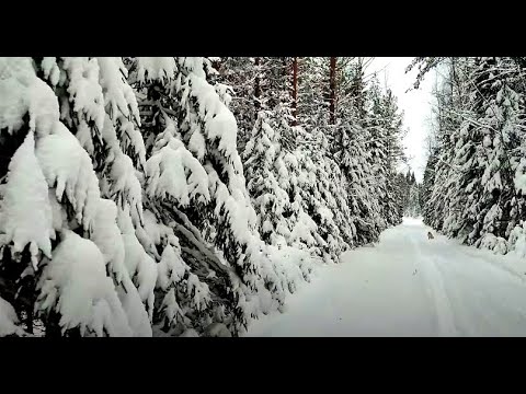 Видео: 11.12.22 В заснеженный лес за уснеей с собаками. Кошки на печке. Тку коврик.