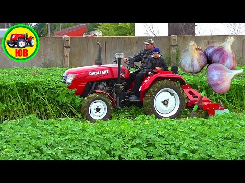 Видео: Заделка сидератов под ЧЕСНОК!