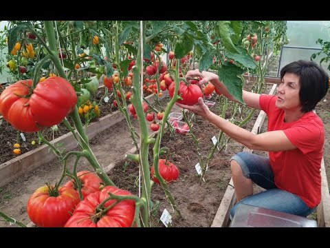 Видео: Самые крупноплодные томаты в нашей теплице. Сезон 2022.