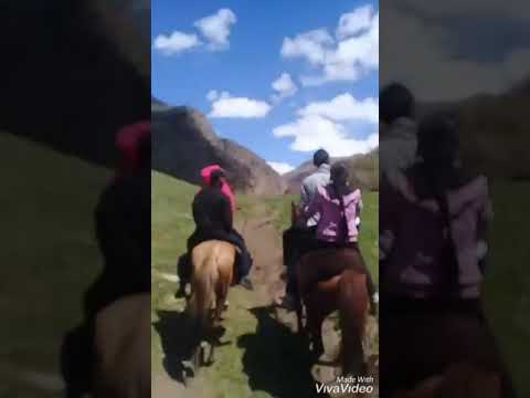 Видео: Кок-Арт 2002-жылкылар