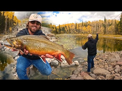 Видео: КАК РУЧНАЯ ФОРЕЛЬ ДОСТИГАЕТ ТАКИХ БОЛЬШИХ РАЗМЕРОВ? (Поймай, приготовь, разбей лагерь)