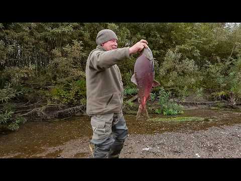 Видео: Камчатка глазами ямальцев. Тихоокеанский лосось: только рыбалка! Часть 3 | С полем