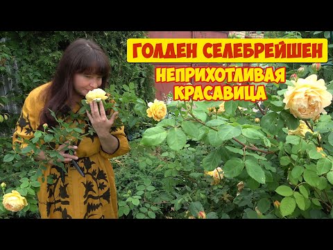 Видео: Роза ГОЛДЕН СЕЛЕБРЕЙШЕН. Одни достоинства и два мощных недостатка!