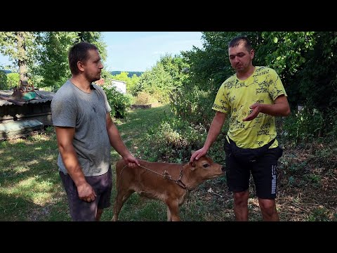 Видео: ‼️Купил Быка Джерси у @ВЕсёлаяжизнЬ-т9ж Андрея, канал "Весёлая жизнь "