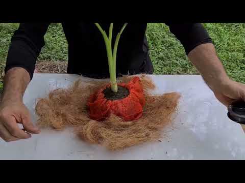 Видео: Сделать красивую кокедаму из молочной чашки - идея кокосового волокна Линды