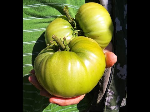 Видео: Подмосковье! Лучшие сорта высокорослых индетерминантных томатов, проверенные тысячами дачников.