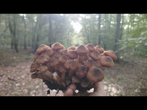 Видео: ОПЕНЬКИ, ГЛИВИ- ТА МАЛЬОВНИЧИЙ ОСІННІЙ ЛІС!