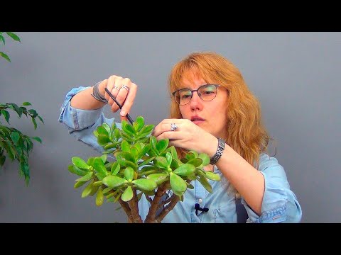 Видео: Бонсай из крассулы вариант 1 (ч.7).