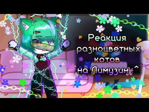 Видео: реакция разноцветных котов на лимузин.