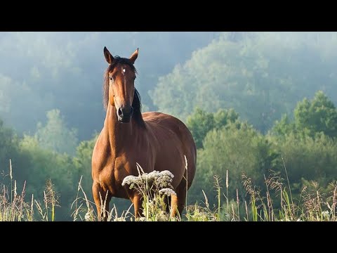 Видео: Амалсыздан сатылған Торытөбел (аудиокітап)