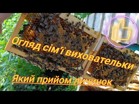Видео: Черговий огляд сімей виховательок. Що нового на пасіці