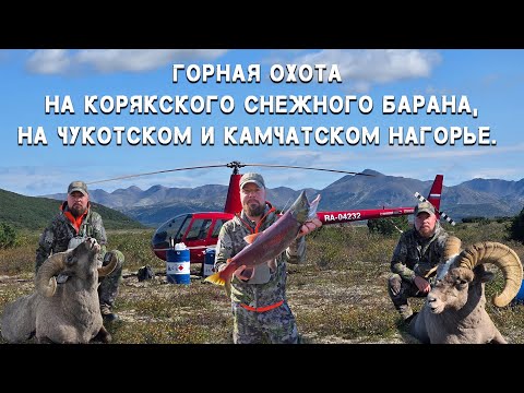 Видео: Горная охота на Корякского Снежного барана. Hunting for Koryak Bighorn Sheep. 