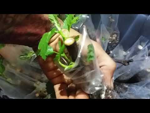 Видео: Как я укореняю черенки! Инжир, шелковица! Ленивый способ!