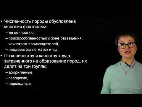 Видео: Козина Е.А. Основы разведения с.х. животных