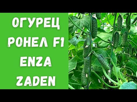 Видео: ОГУРЕЦ РОНЕЛ F1 ENZA ZADEN