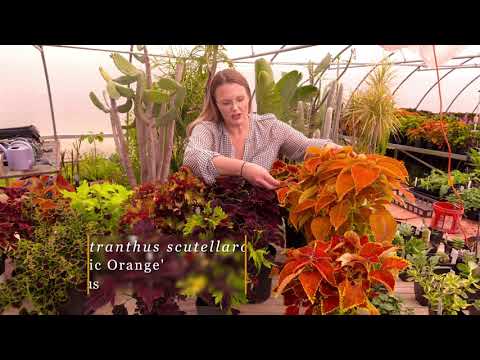 Видео: Красочный калейдоскоп колеуса