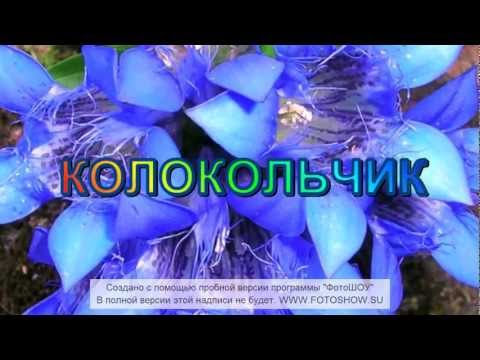 Видео: "Колокольчик"