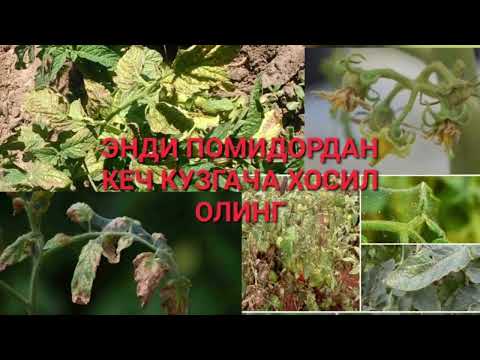 Видео: ПОМИДОРНИ ЭРТА ҚУРИБ ҚОЛИШИ САБАБИ ВА УНГА ҚАРШИ КУРАШ. ХАВФЛИ ЗАРАРКУНДАЛАРДАН БИРИ ЗАНГ КАНА