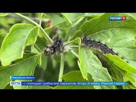 Видео: Нашествие гусениц непарного шелкопряда на юго-востоке Подмосковья