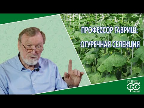 Видео: СЕЛЕКЦИЯ ОГУРЦА