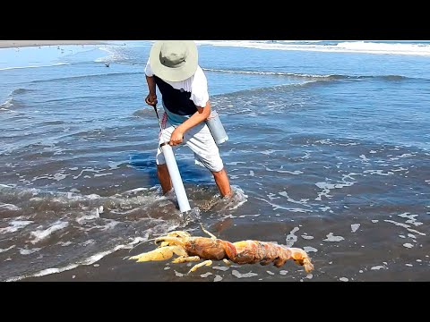 Видео: Возьмите наживку с пляжа, насадите ее на крючок и получите потрясающий улов.