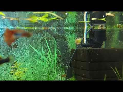 Видео: 31 октября 2025 г.