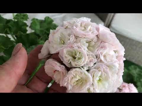 Видео: Пеларгония МальТА Жемчужная свадьба