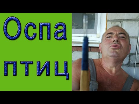 Видео: Как вакцинировать цыплят от оспы? | Прививка оспы цыплятам