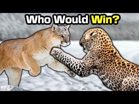 Видео: ЛЕОПАРД против ПУМЫ — кто победит?