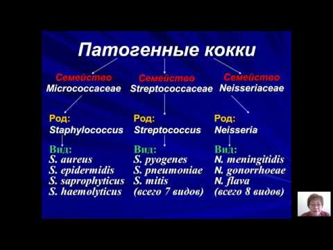 Видео: Возбудители бактериальных и вирусных инфекций (Бадлеева М.В.) - 2 лекция