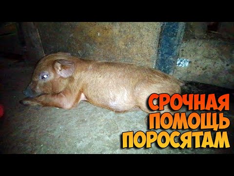 Видео: Поросенок упал на ноги / Лечение