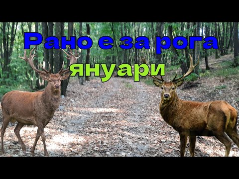 Видео: Рано е за рога януари