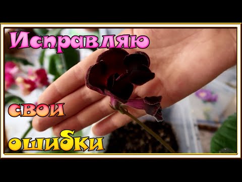 Видео: Стрептокарпусы /Работа над ошибками