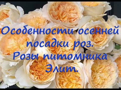 Видео: Особенности осенней посадки роз.  Розы питомника Элит.