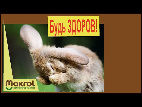 Видео: 💥Кролик чихает Чем действительно вредна пыль в кормушке #СоветДняОтМакляка #Макрол