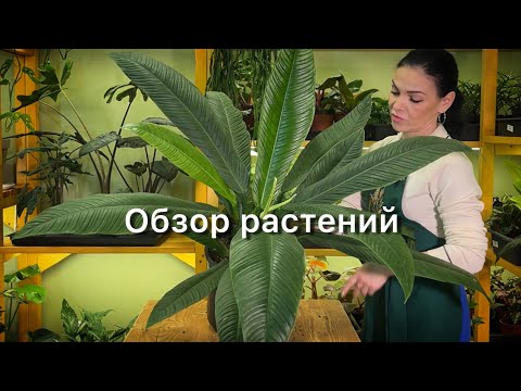 Видео: Обзор растений 🪴Филодендроны, диффенбахии, бегонии🌿