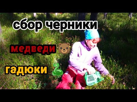 Видео: СОБИРАЕМ ЧЕРНИКУ. Беларусь 2024. ОГРАНИЧЕНИЯ НА ПОСЕЩЕНИЕ ЛЕСОВ