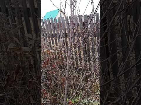 Видео: такого я ещё не показывала #сад #садоводство 🌳