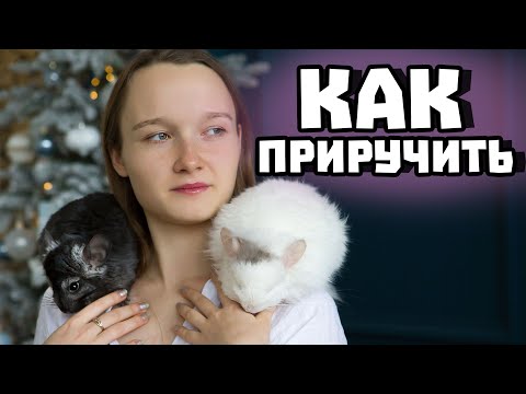 Видео: Как приручить шиншиллу?