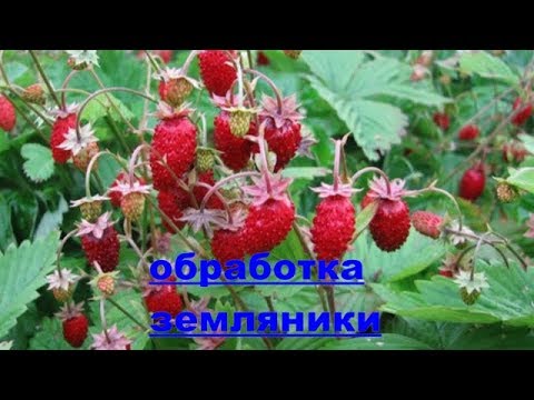 Видео: Земляника ремонтантная мелкоплодная-первая обработка после зимы.