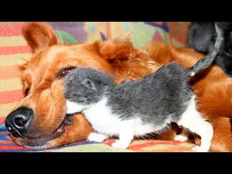 Видео: Я РЖАЛ ДО СЛЕЗ 😹 СМЕШНЫЕ КОШКИ И СОБАКИ | СМЕШНЫЕ ЖИВОТНЫЕ 2023 😹 ЛУЧШИЕ ПРИКОЛЫ #85