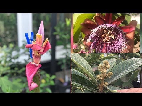 Видео: Банан бархатный (Musa velutina), пассифлора, мушмула
