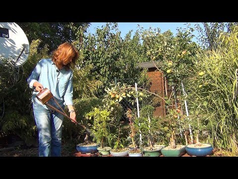 Видео: Как поливать бонсай.