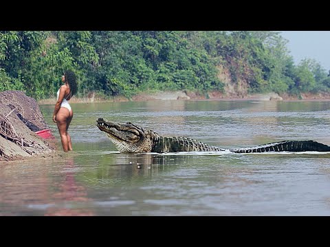 Видео: Необычные Случаи с Животными