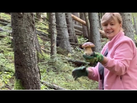 Видео: ГОРИ В ГРИБАХ, а МИ В ГОРАХ - НАБРАЛИ В УСЕ ЩО МАЛИ РОЗКІШНИХ БІЛЯЧКІВ. 10.09.2025. (25 кг чищених)