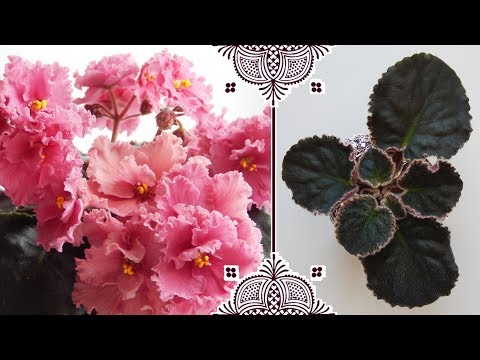 Видео: ОМОЛОЖЕНИЕ ФИАЛКИ ОТ А ДО Я 🌼 Переукоренение фиалки 🌼